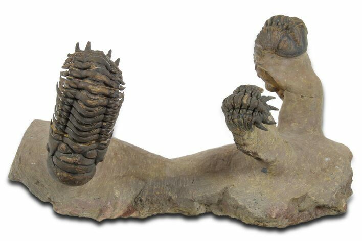 Two Crotalocephalina Trilobites with Reedops -Atchana, Morocco #350558